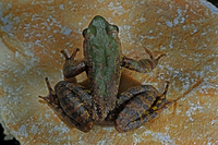 云南臭蛙<i>Odorrana yunnanensis </i>