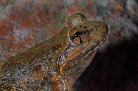 隆肛蛙<i>Nanorana quadranus</i>