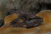 克钦湍蛙<i>Amolops afghanus</i>