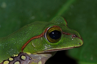 缅甸树蛙<i>Zhangixalus burmanus</i>