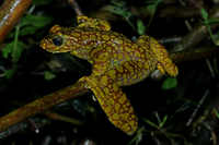 绿点湍蛙<i>Amolops viridimaculatus</i>