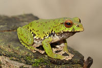普洱树蛙<i>Zhangixalus puerensis</i>