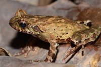 无量山角蟾<i>Boulenophrys wuliangshanensis</i>