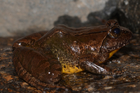 棘肛蛙<i>Nanorana unculuanus</i>