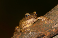 布氏泛树蛙<i>Polypedates braueri</i>