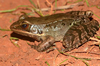弹琴蛙<i>Nidirana adenopleura</i>