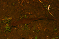云南蝾螈<i>Hypselotriton yunnanensis</i>