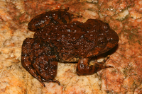 云南棘蛙<i>Nanorana yunnanensis</i>