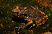 腹斑掌突蟾<i>Leptobrachella ventripunctata</i>