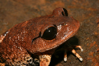 华深拟髭蟾<i>Leptobrachium huashen</i>