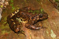景东臭蛙<i>Odorrana jingdongensis</i>