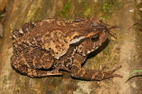 缅甸溪蟾<i>Bufo pageoti</i>