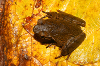 景东角蟾<i>Boulenophrys jingdongensis</i>