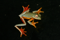 红蹼树蛙<i>Rhacophorus rhodopus</i>