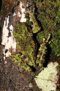 双色棱皮树蛙<i>Theloderma bicolor</i>
