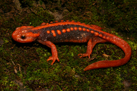 红瘰疣螈<i>Tylototriton shanjing</i>