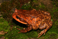 费氏短腿蟾<i>Brachytarsophrys feae</i>