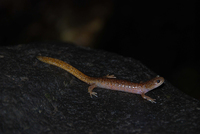 东北小鲵<i>Hynobius leechii</i>