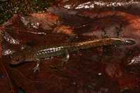 远东极北鲵<i>Salamandrella tridactyla</i>