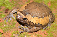 花狭口蛙<i>Kaloula pulchra</i>