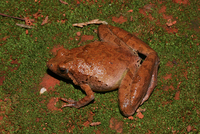 缅甸姬蛙<i>Microhyla berdmorei</i>