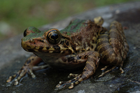 海南臭蛙<i>Odorrana hainanensis</i>