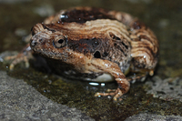 花姬蛙<i>Microhyla pulchra</i>