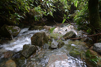沼水蛙<i>Hylarana guentheri</i>