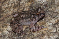 小棘蛙<i>Quasipaa exilispinosa</i>