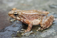 小湍蛙<i>Amolops torrentis</i>