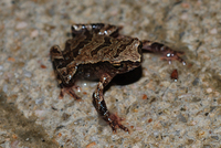 鳞皮小蟾<i>Parapelophryne scalpta</i>