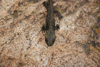 龙里瘰螈<i>Paramesotriton longliensis</i>