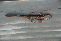 织金瘰螈<i>Paramesotriton zhijinensis</i>