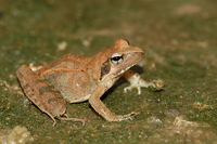 借母溪林蛙<i>Rana jiemuxiensis</i>