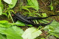 大凉疣螈<i>Tylototriton taliangensis</i>