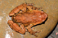 沙坪角蟾<i>Atympanophrys shapingensis</i>