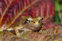 长肢林蛙<i>Rana longicrus</i>