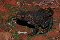 史氏蟾蜍<i>Bufo stejnegeri</i>