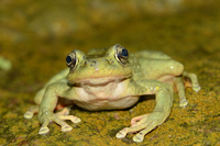 理县湍蛙<i>Amolops lifanensis</i>