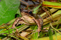 崇安湍蛙<i>Amolops chunganensis</i>