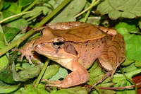 昭觉林蛙<i>Rana chaochiaoensis</i>