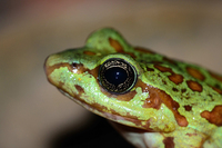 棕点湍蛙<i>Amolops loloensis</i>