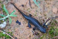 福鼎蝾螈<i>Hypselotriton fudingensis</i>