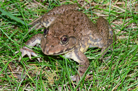 虎纹蛙<i>Hoplobatrachus chinensis</i>