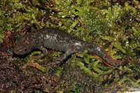 灰蓝蝾螈<i>Hypselotriton glaucus</i>