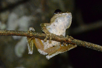 锯腿原指树蛙<i>Kurixalus odontotarsus</i>