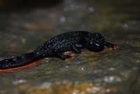 文县疣螈<i>Tylototriton wenxianensis</i>