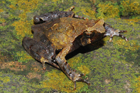 小口拟角蟾<i>Ophryophryne microstoma</i>