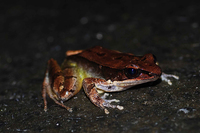 竹叶蛙<i>Odorrana versabilis</i>