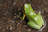 中国雨蛙<i>Hyla chinensis</i>